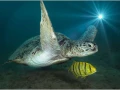 Tortue marine en Mer Rouge en Egypte.