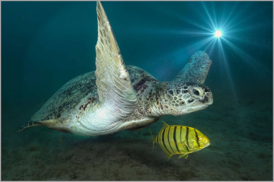 Tortue marine en Mer Rouge en Egypte.