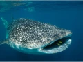 Requin baleine dans la baie de Tadjourah à Djibouti.