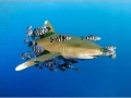 Requin océanique (longimanus) en Mer Rouge en Egypte.