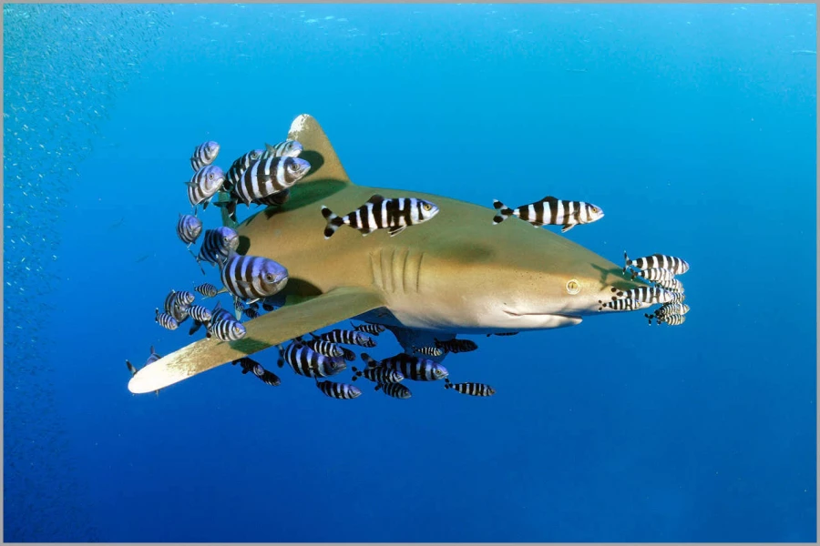 Requin océanique (longimanus) en Mer Rouge en Egypte.