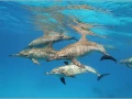 School of dolphins in the Red Sea in Egypt.