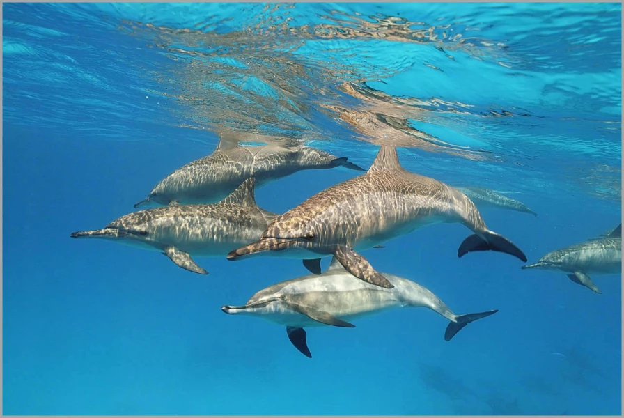 School of dolphins in the Red Sea in Egypt.