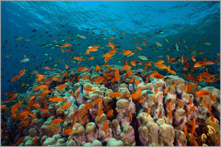 School of anthias above a coral colony in the Red Sea in Egypt.