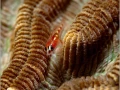Gobie sur une colonie de coraux en Mer Rouge en Egypte.