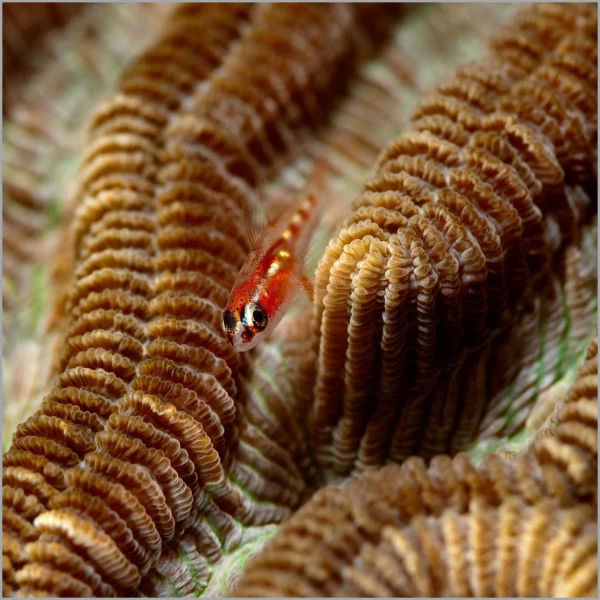 Goby on a coral colony in the Red Sea in Egypt.