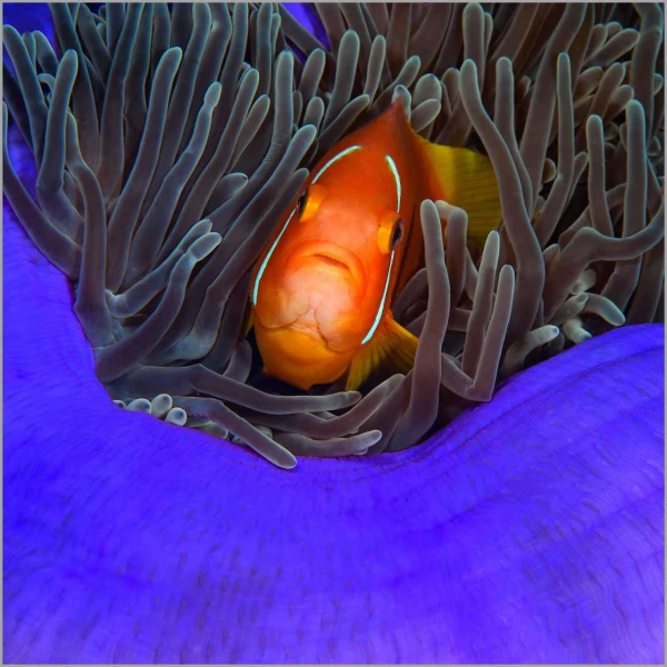Poisson clown aux Maldives dans l'océan indien.
