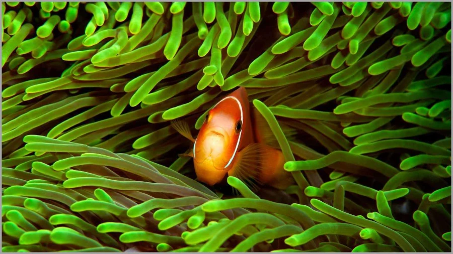 Poisson clown aux Maldives dans l'océan indien.