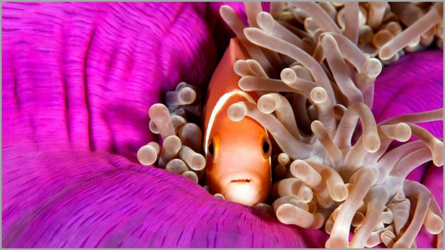 Poisson clown aux Maldives dans l'océan indien.