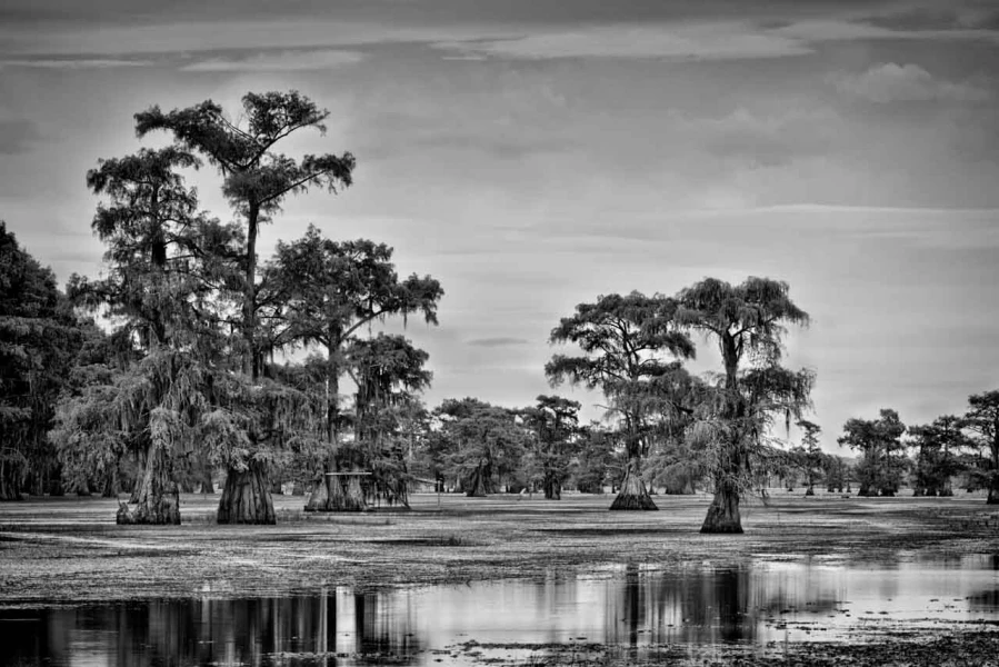 Caddo Lake au Texas aux Etats-Unis en noir et blanc