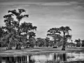 Caddo Lake in Texas in United States in black and white