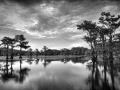 Caddo Lake au Texas aux Etats-Unis en noir et blanc