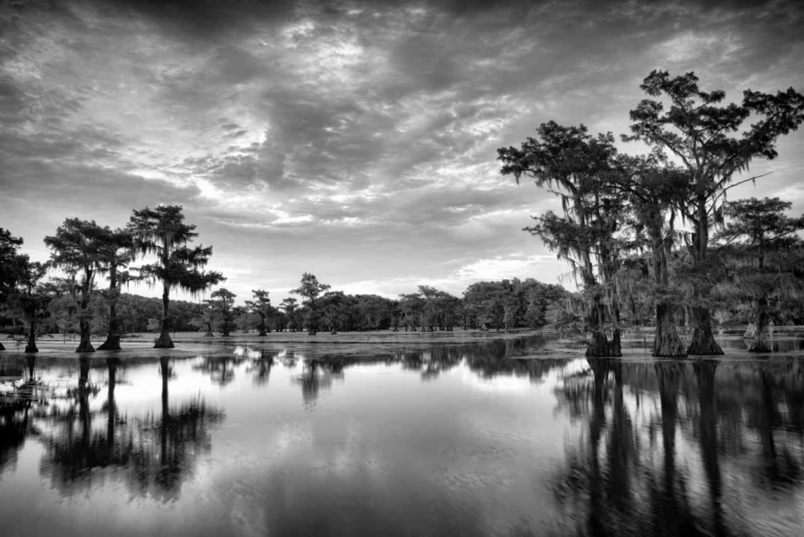 Caddo Lake in Texas in United States in black and white