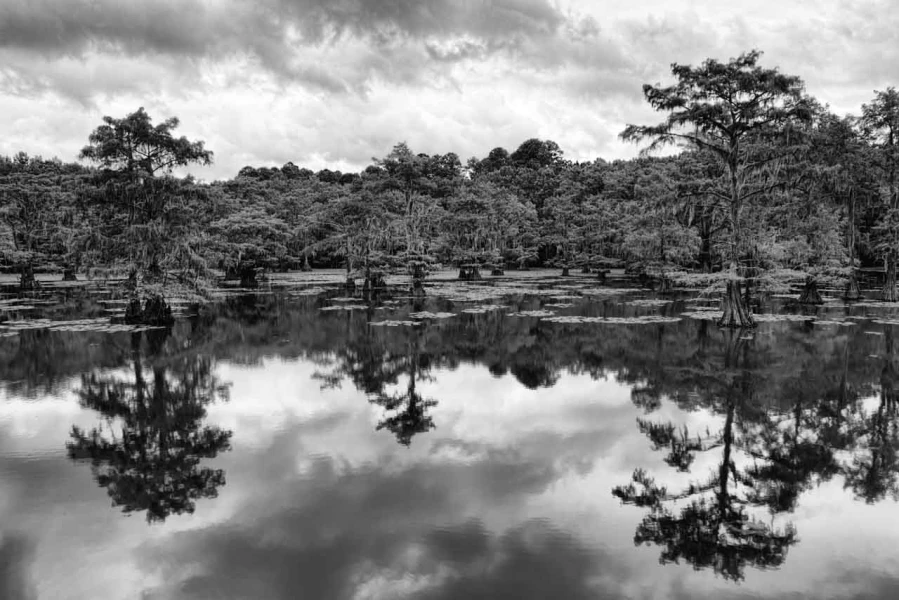 Caddo Lake au Texas aux Etats-Unis en noir et blanc