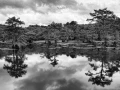 Caddo Lake in Texas in United States in black and white