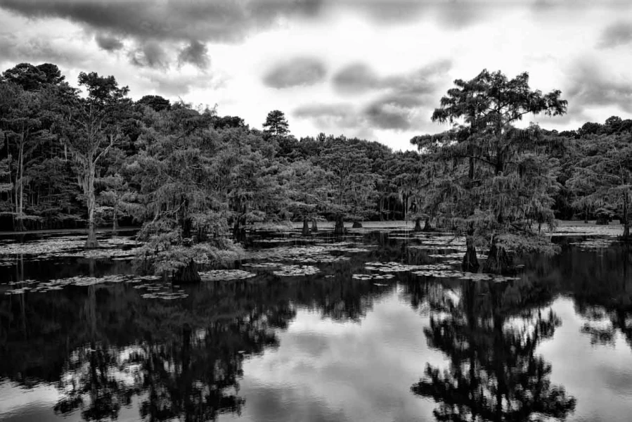 Caddo Lake au Texas aux Etats-Unis en noir et blanc