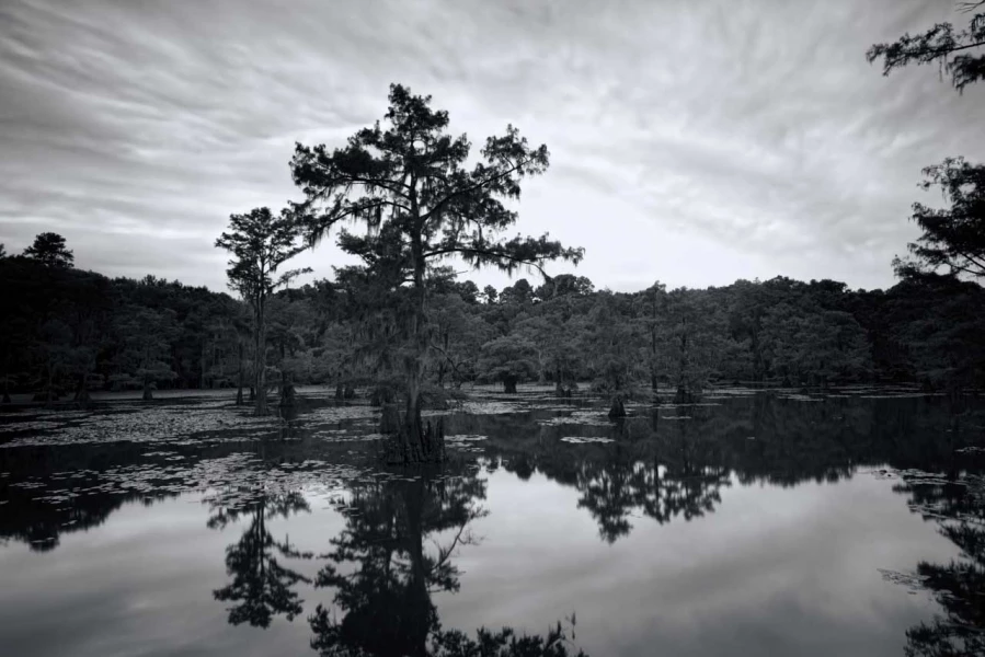 Caddo Lake au Texas aux Etats-Unis en noir et blanc