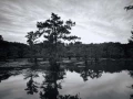 Caddo Lake in Texas in United States in black and white