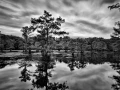 Caddo Lake au Texas aux Etats-Unis en noir et blanc