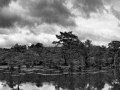 Caddo Lake in Texas in United States in black and white