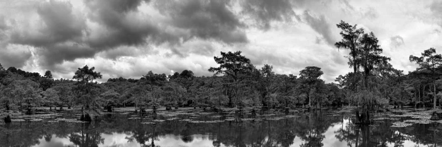 Caddo Lake in Texas in United States in black and white