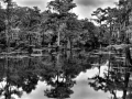 Caddo Lake au Texas aux Etats-Unis en noir et blanc