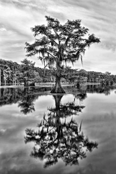 Caddo Lake au Texas aux Etats-Unis en noir et blanc