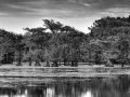 Caddo Lake au Texas aux Etats-Unis en noir et blanc