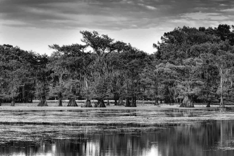 Caddo Lake au Texas aux Etats-Unis en noir et blanc