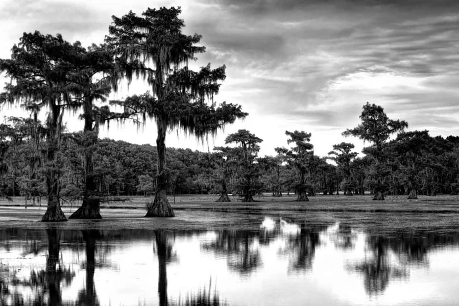 Caddo Lake au Texas aux Etats-Unis en noir et blanc