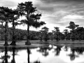 Caddo Lake in Texas in United States in black and white