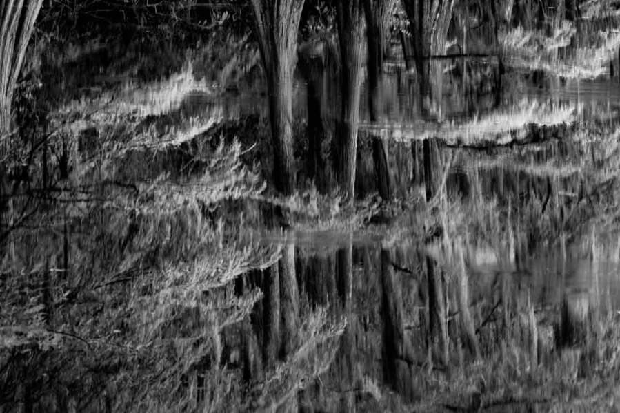 Caddo Lake au Texas aux Etats-Unis en noir et blanc