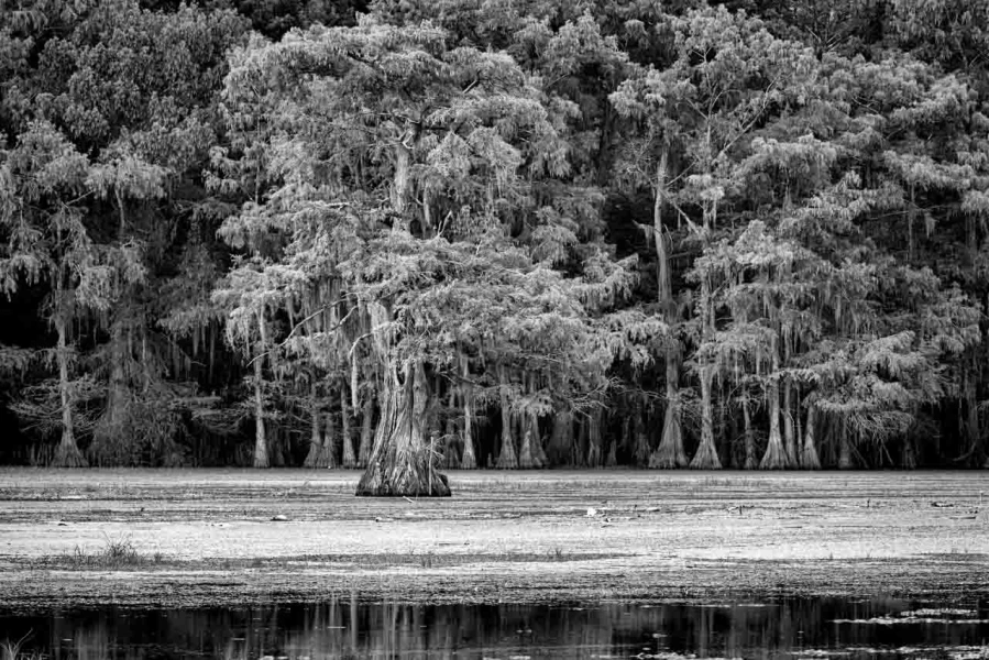 Caddo Lake au Texas aux Etats-Unis en noir et blanc