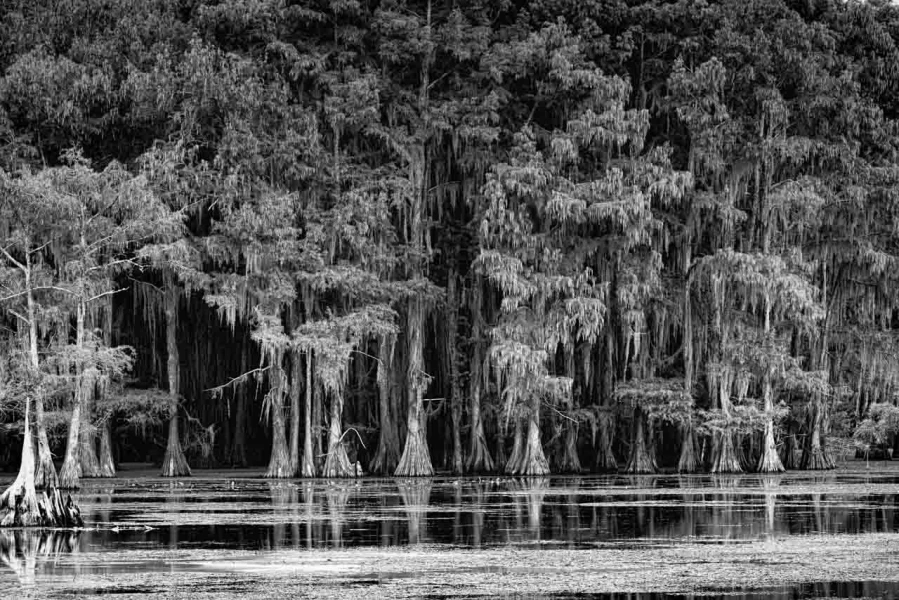 Caddo Lake au Texas aux Etats-Unis en noir et blanc