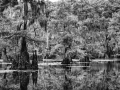 Caddo Lake au Texas aux Etats-Unis en noir et blanc