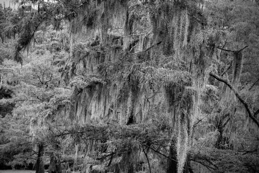 Caddo Lake au Texas aux Etats-Unis en noir et blanc