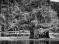 Caddo Lake au Texas aux Etats-Unis en noir et blanc
