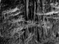 Caddo Lake in Texas in United States in black and white