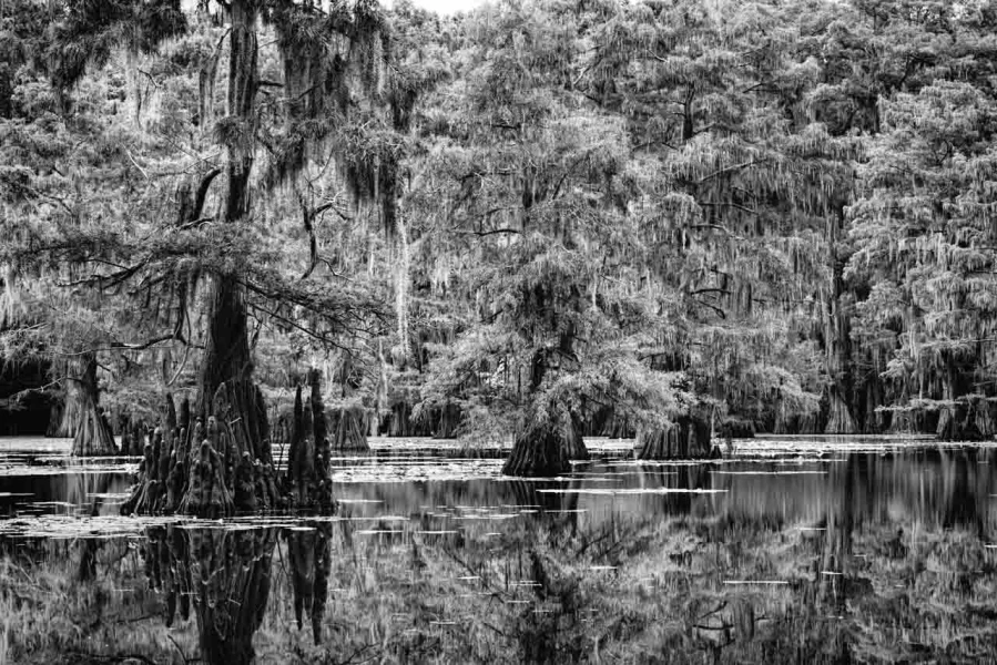 Caddo Lake in Texas in United States in black and white
