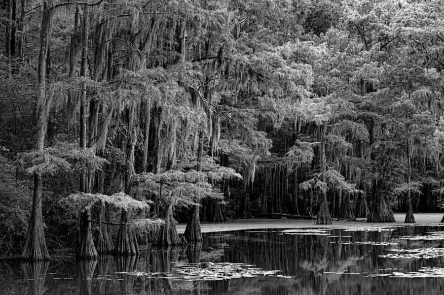 Caddo Lake in Texas in United States in black and white