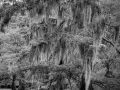Caddo Lake in Texas in United States in black and white