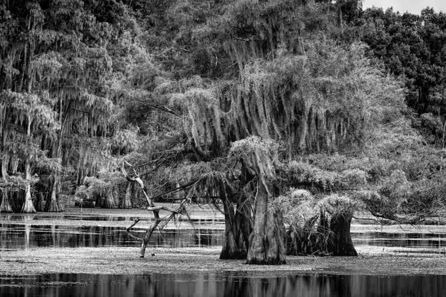 Caddo Lake in Texas in United States in black and white