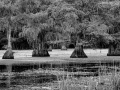 Caddo Lake in Texas in United States in black and white
