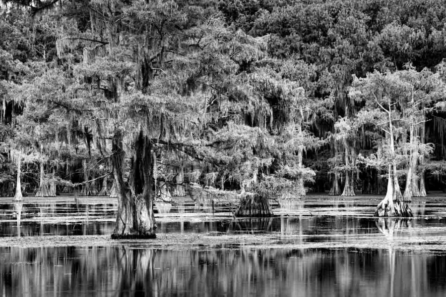 Caddo Lake in Texas in United States in black and white