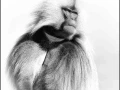 Gelada en Ethiopie en noir et blanc