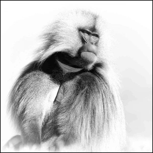 Gelada en Ethiopie en noir et blanc