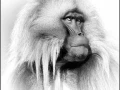 Gelada en Ethiopie en noir et blanc