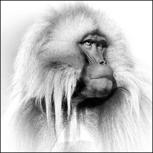 Gelada en Ethiopie en noir et blanc