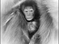 Gelada en Ethiopie en noir et blanc