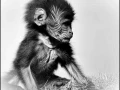 Gelada en Ethiopie en noir et blanc